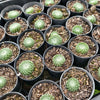 [PACK of 10 PLANTS] x Sempervivum ciliosum var. borisii