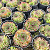 [PACK of 10 PLANTS] x Sempervivum cv. 'Mahogany' (w/pup)