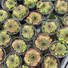 [PACK of 10 PLANTS] x Sempervivum cv. 'Mahogany' (w/pup)