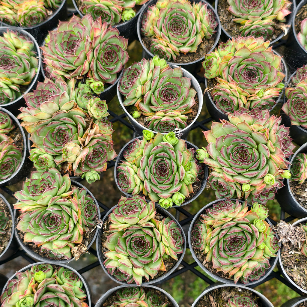 [PACK of 10 PLANTS] x Sempervivum cv. 'Mahogany' (w/pup)