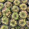 [PACK of 10 PLANTS] x Sempervivum cv. 'Mahogany' (w/pup)