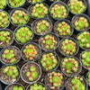 [PACK of 10 PLANTS] x Jovibarba globifera subsp. hirta var. pressiona (w/pups)