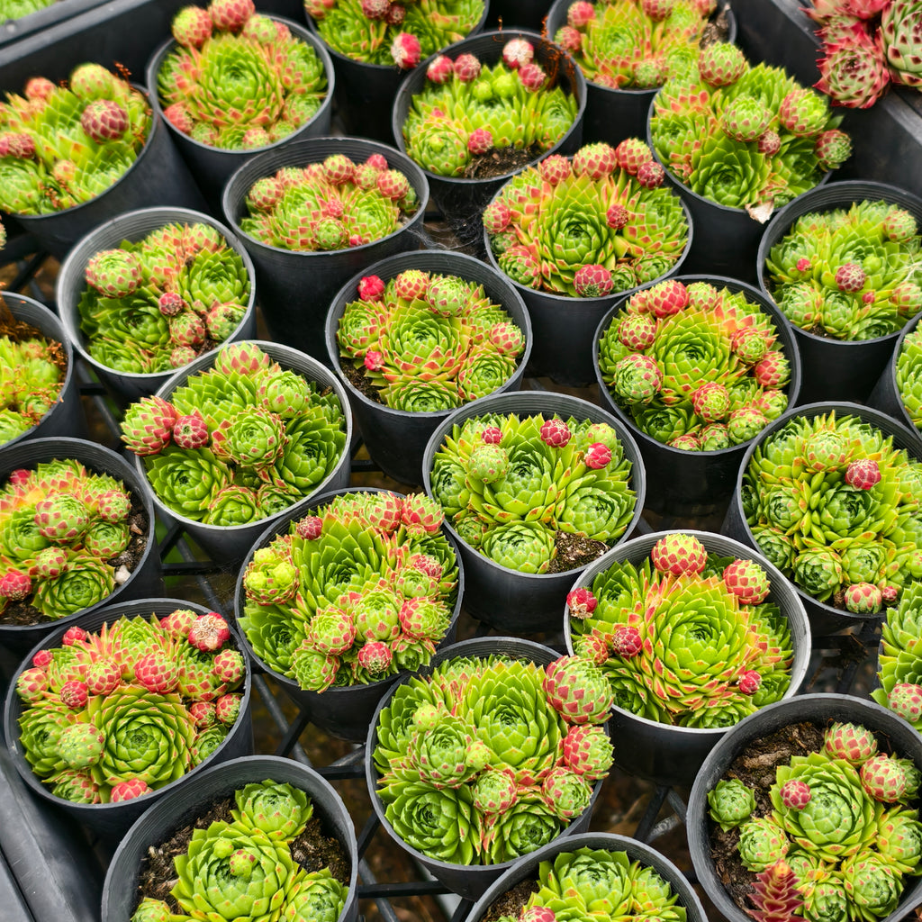 [PACK of 10 PLANTS] x Jovibarba globifera subsp. hirta var. pressiona (w/pups)