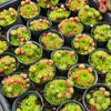 [PACK of 10 PLANTS] x Jovibarba globifera subsp. hirta var. pressiona (w/pups)