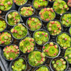 [PACK of 10 PLANTS] x Jovibarba globifera subsp. hirta var. pressiona (w/pups)