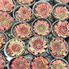 [PACK of 10 PLANTS] x Sempervivum 'Reward'