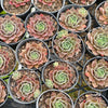 [PACK of 10 PLANTS] x  Sempervivum 'Ohio Burgundy'