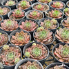 [PACK of 10 PLANTS] x  Sempervivum 'Ohio Burgundy'