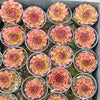 [PACK of 10 PLANTS] x Sempervivum 'Granby'