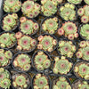[PACK of 10 PLANTS] x Sempervivum 'Edge of night' (NO PUP)