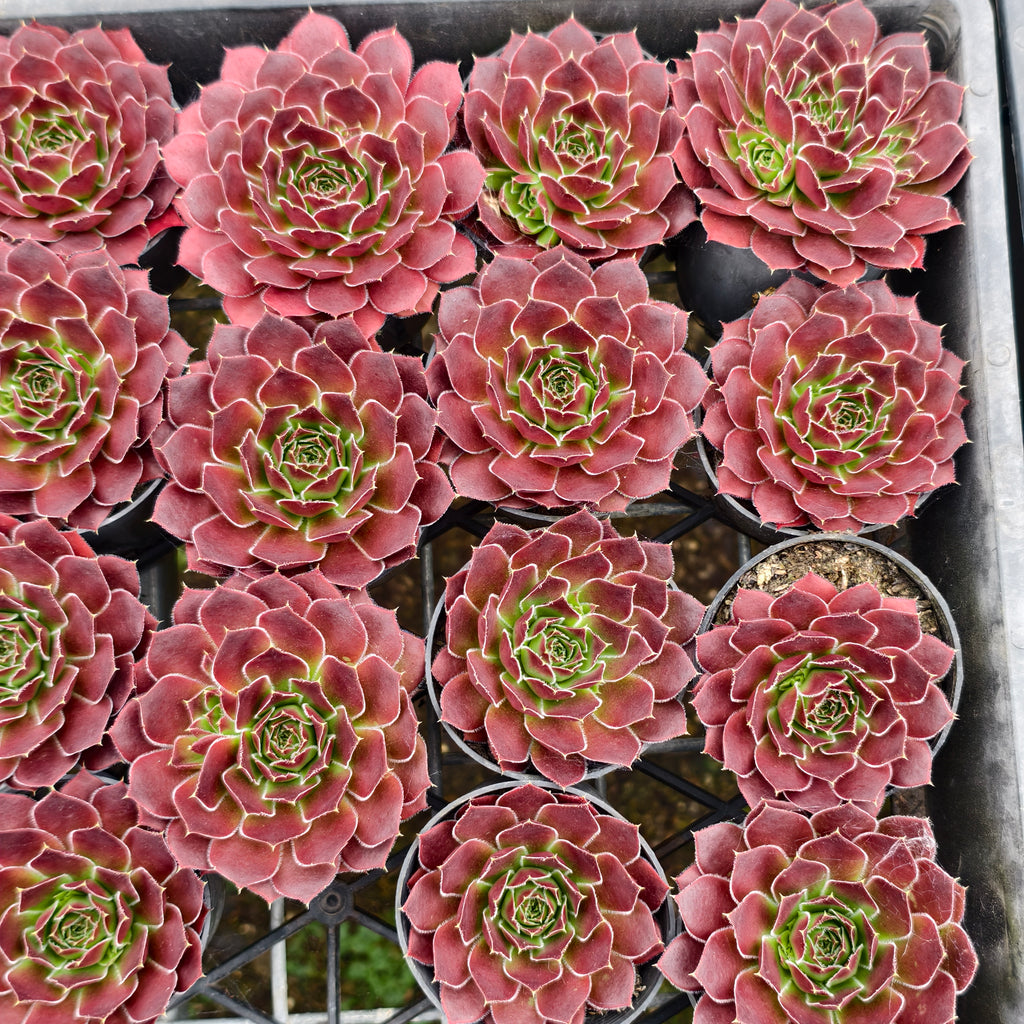 [PACK of 10 PLANTS] x Jovibarba heuffelii 'Inferno'