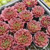 [PACK of 10 PLANTS] x Jovibarba heuffelii 'Inferno'