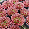 [PACK of 10 PLANTS] x Jovibarba heuffelii 'Inferno'