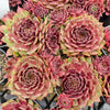 [PACK of 10 PLANTS] x Sempervivum 'Reward'