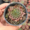 [PACK of 10 PLANTS] x Sempervivum 'Adelmoed'