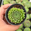 [PACK of 10 PLANTS] x Sempervivum 'Pink Puff'