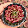 [PACK of 10 PLANTS] x Sempervivum 'Reward'