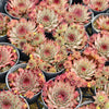 [PACK of 10 PLANTS] x Sempervivum 'Berwick Red'