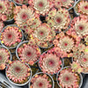 [PACK of 10 PLANTS] x Sempervivum 'Berwick Red'