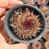 [PACK of 10 PLANTS] x Sempervivum 'Berwick Red'