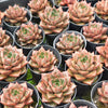 [PACK of 10 PLANTS] x Echeveria purpusorum politomica