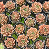 [PACK of 10 PLANTS] x Echeveria purpusorum politomica