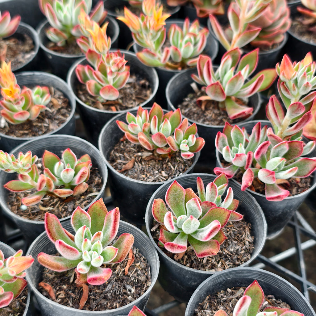 [PACK of 10 PLANTS] x Echeveria Harmsii 'Ruby Slippers'