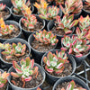[PACK of 10 PLANTS] x Echeveria Harmsii 'Ruby Slippers'