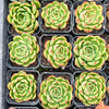 [PACK of 10 PLANTS] x  Echeveria 'Happy Green'