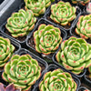 [PACK of 10 PLANTS] x  Echeveria 'Happy Green'