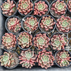 [PACK of 10 PLANTS] x Echeveria 'Chocolate Lady'
