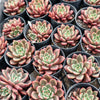 [PACK of 10 PLANTS] x Echeveria 'Chocolate Lady'