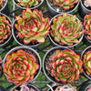 [PACK of 10 PLANTS] x Echeveria Agavoides Wild Horse
