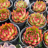 [PACK of 10 PLANTS] x Echeveria Agavoides Wild Horse