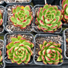 [PACK of 10 PLANTS] x Echeveria Agavoides Wild Horse