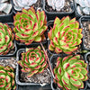 [PACK of 10 PLANTS] x Echeveria Agavoides Wild Horse