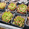 [PACK of 10 PLANTS] x Echeveria Agavoides Wild Horse