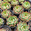 [PACK of 10 PLANTS] x Echeveria 'Dragonfly'