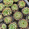 [PACK of 10 PLANTS] x Echeveria 'Dragonfly'