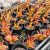 [PACK of 10 PLANTS] x Crassula Fusca (TOP CUT)