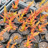 [PACK of 10 PLANTS] x Crassula Fusca (TOP CUT)