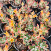 [PACK of 10 PLANTS] x Echeveria Harmsii 'Ruby Slippers'
