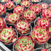 [PACK of 10 PLANTS] x Echeveria 'Sara-Bonnie'