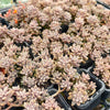 [PACK of 10 PLANTS] x Graptopetalum mendozae 'Mirinae' (miniature pink form)