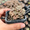 [PACK of 10 PLANTS] x Graptopetalum mendozae 'Mirinae' (miniature pink form)