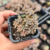 [PACK of 10 PLANTS] x Graptopetalum mendozae 'Mirinae' (miniature pink form)