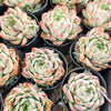 [PACK of 10 PLANTS] x Echeveria 'Peach Queen'