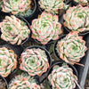 [PACK of 10 PLANTS] x Echeveria 'Peach Queen'