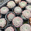 [PACK of 10 PLANTS] x Echeveria 'ROSALIA'