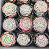 [PACK of 10 PLANTS] x Echeveria 'ROSALIA'